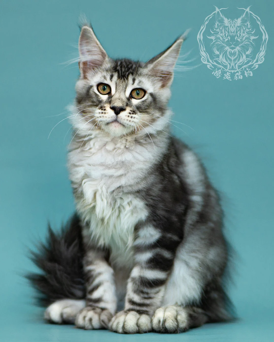 銀虎斑緬因貓 Black Silver Tabby Maine Coon 3months Closeup 20