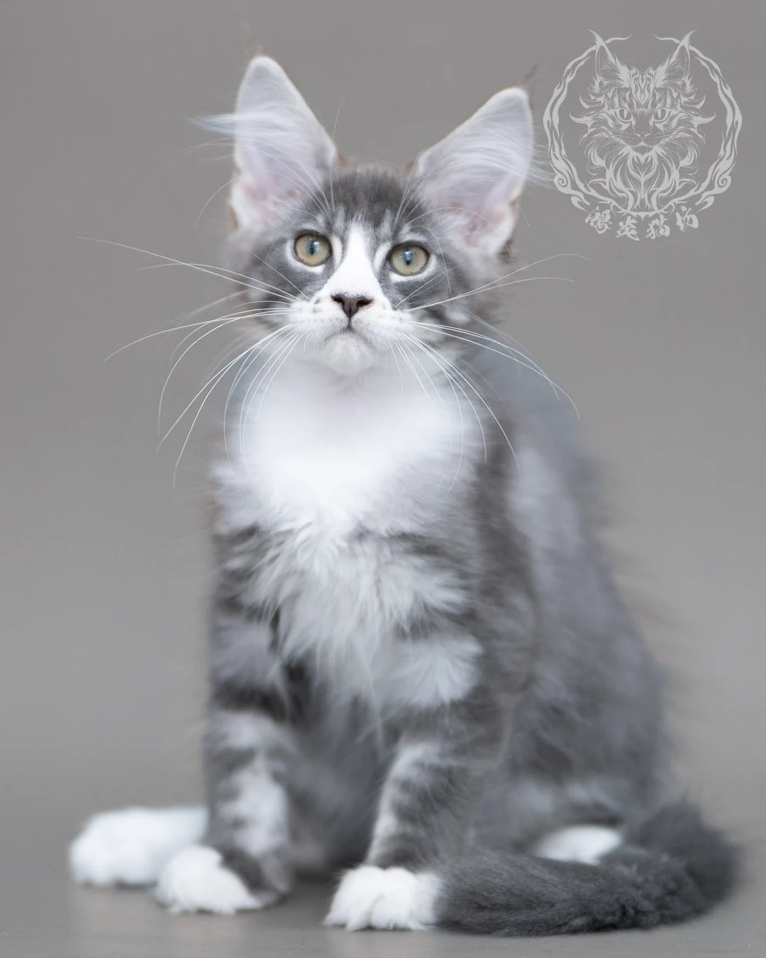 藍銀虎斑賓士緬因貓 Blue Silver Tabby Maine Coon Closeup 1