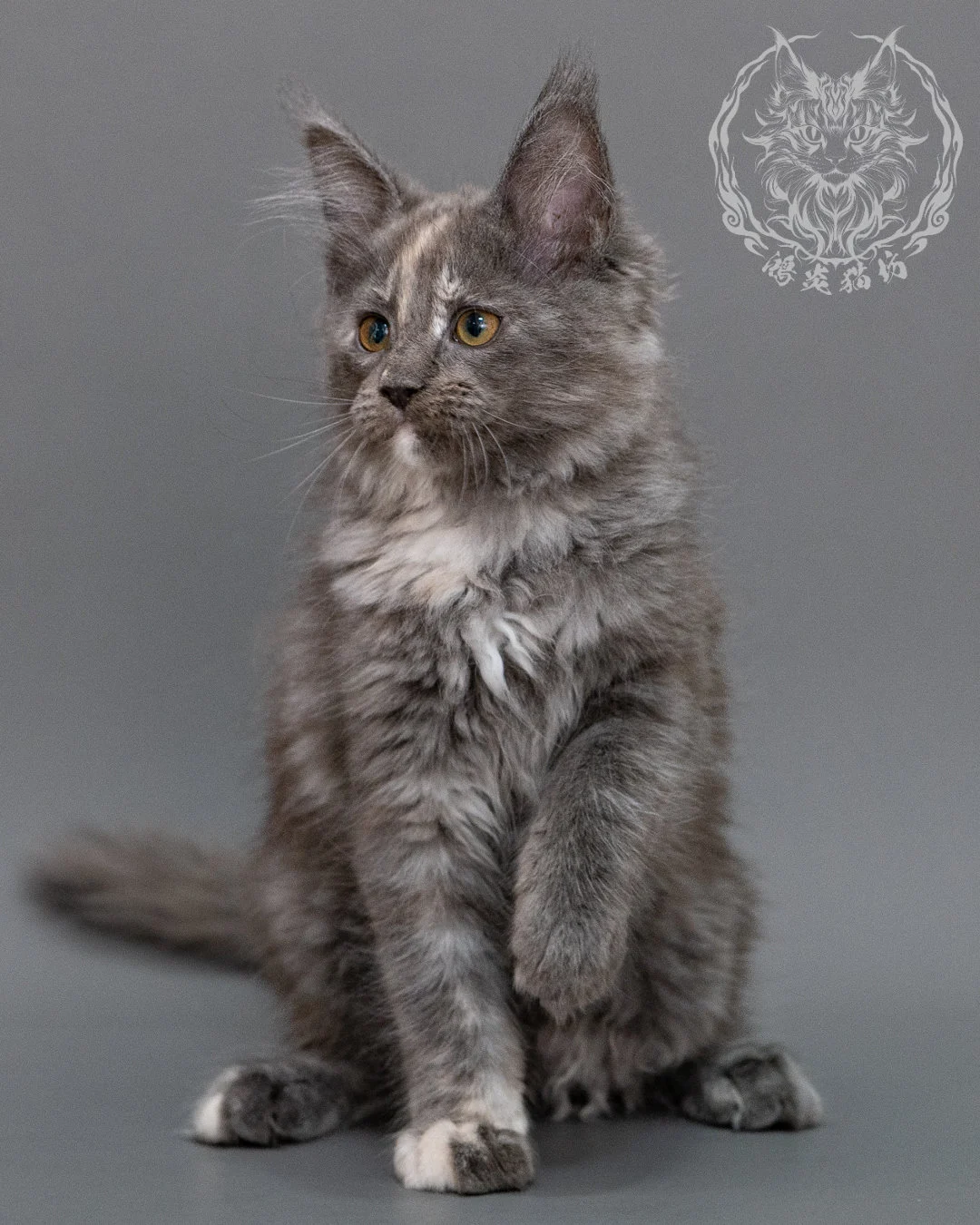 藍乳煙玳帽緬因貓 Blue Cream Smoke Tortie Maine Coon Closeup 7