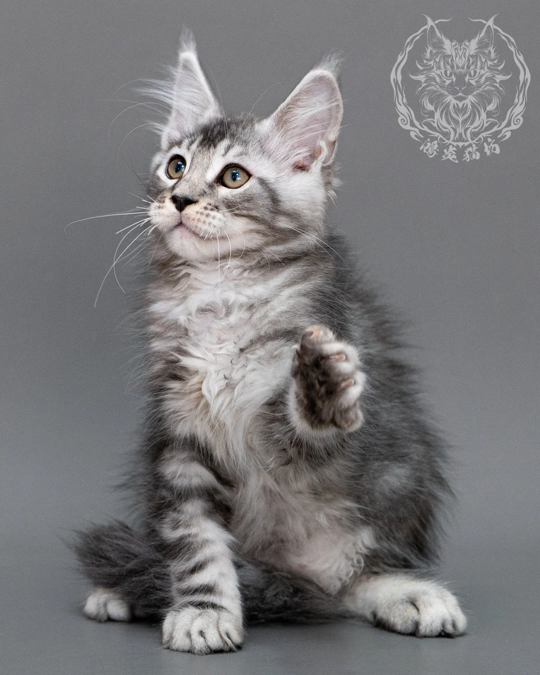 銀虎斑緬因貓 Silver Tabby Maine Coon Closeup 13