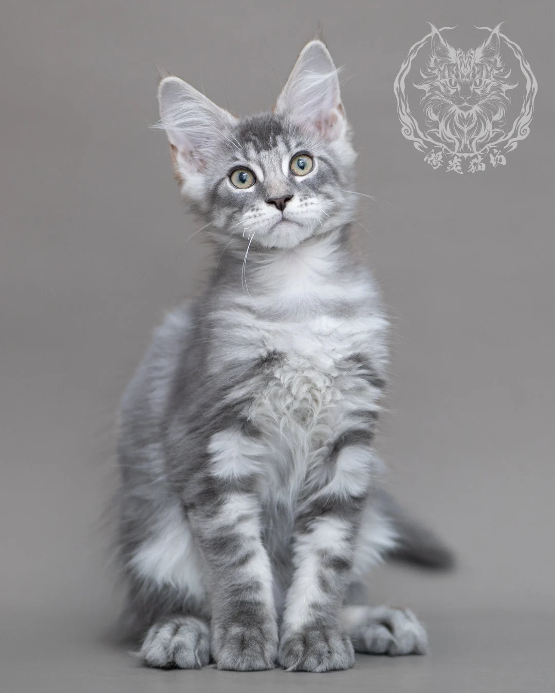 藍銀虎斑緬因貓 Blue Silver Tabby Maine Coon Closeup 10