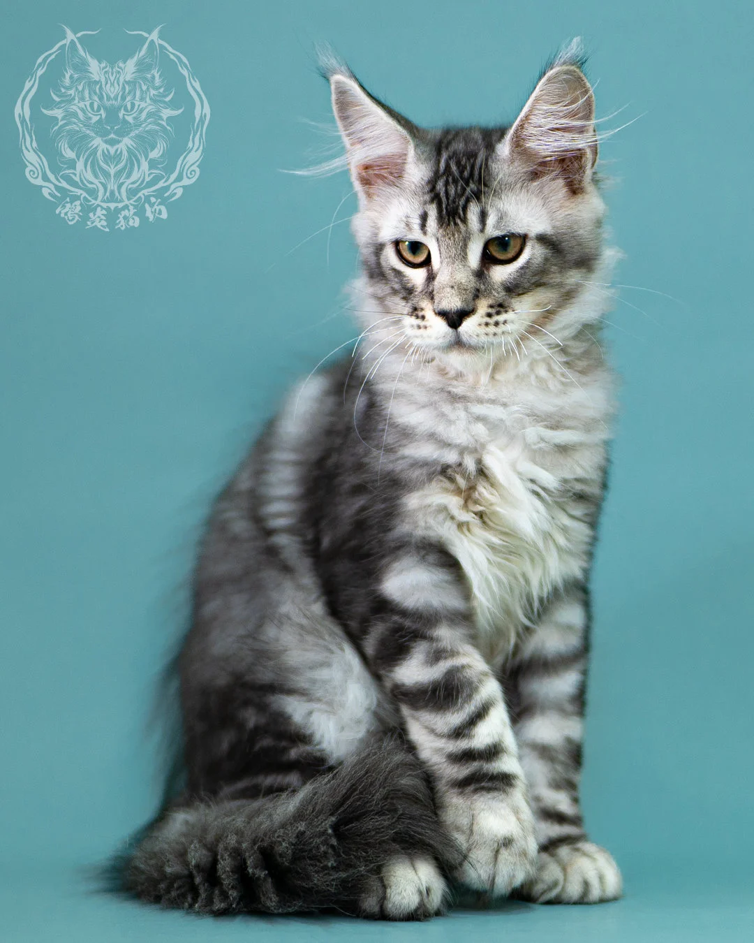 銀虎斑緬因貓 Black Silver Tabby Maine Coon 3months Closeup 7