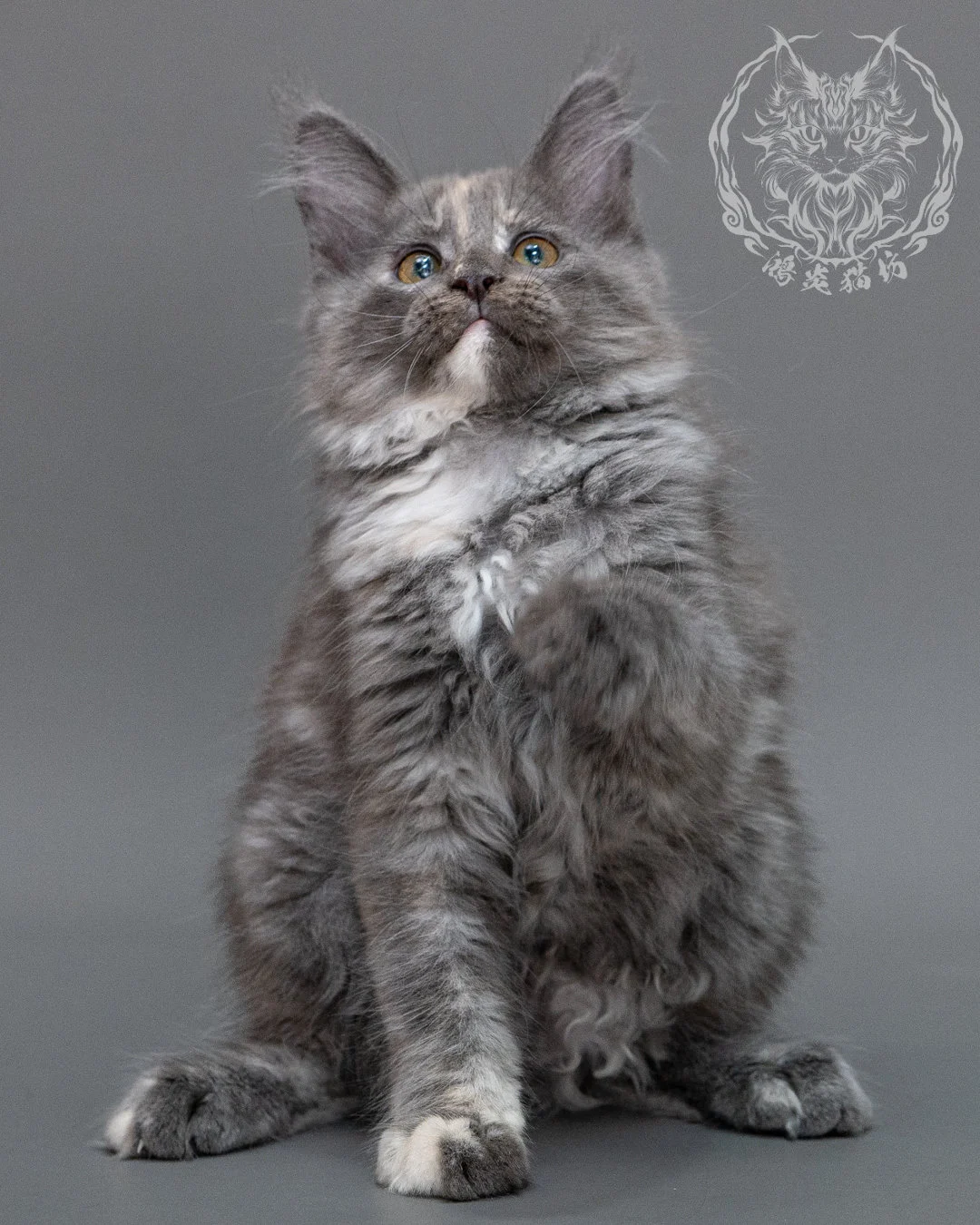 藍乳煙玳帽緬因貓 Blue Cream Smoke Tortie Maine Coon Closeup 18