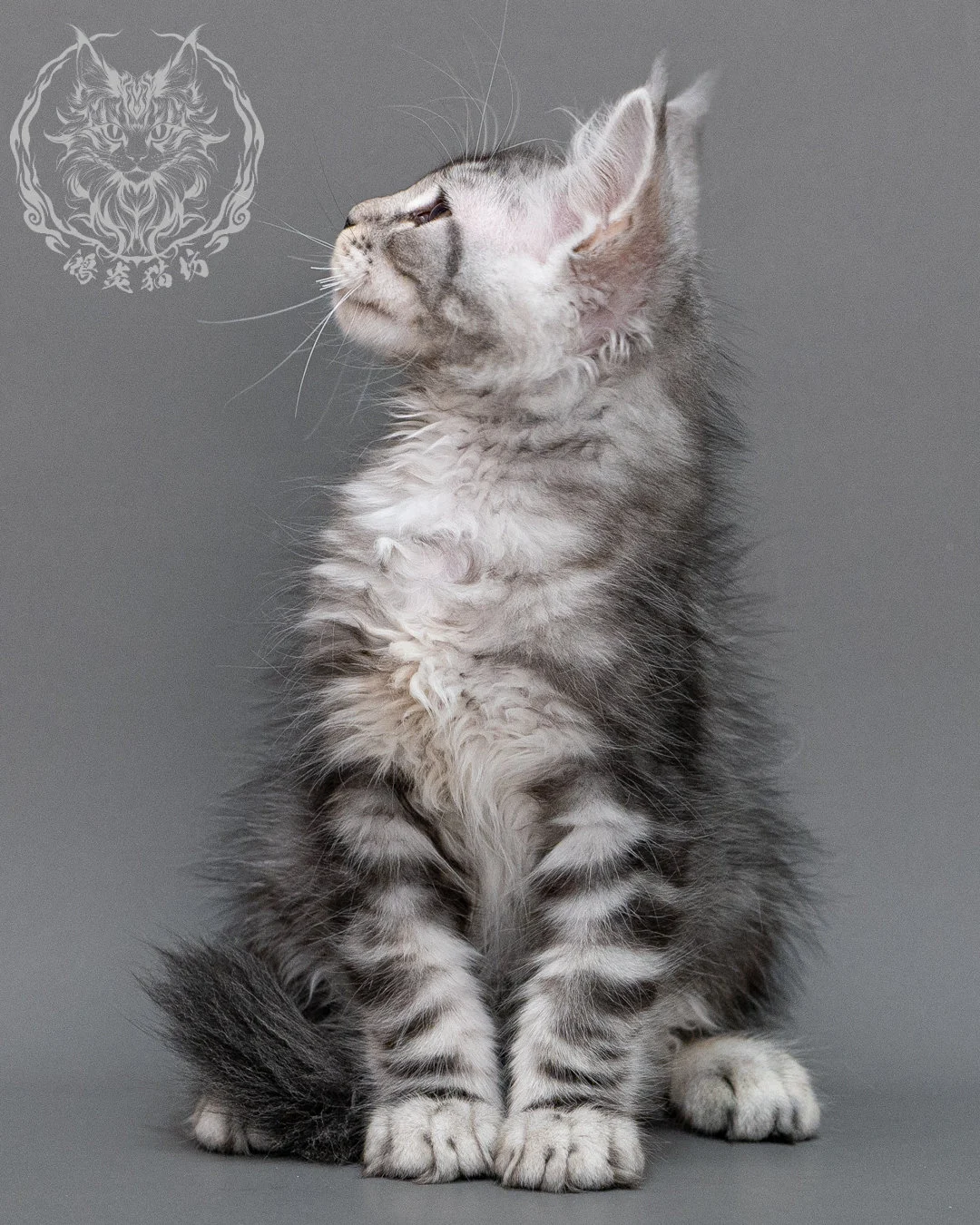 銀虎斑緬因貓 Silver Tabby Maine Coon Closeup 5