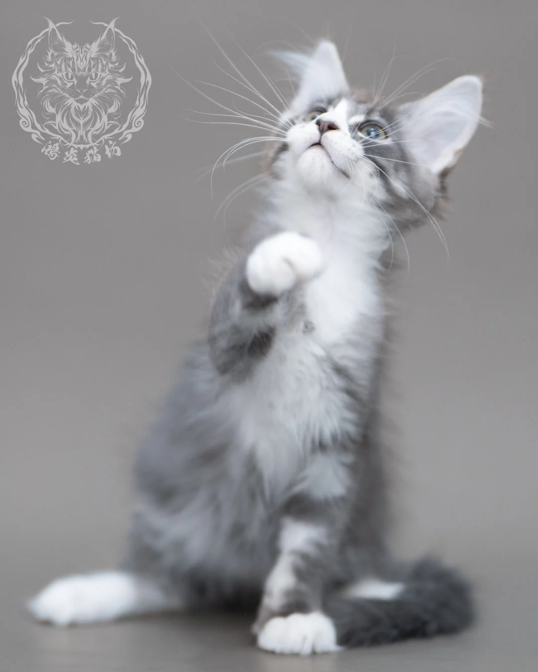 藍銀虎斑賓士緬因貓 Blue Silver Tabby Maine Coon Closeup 4