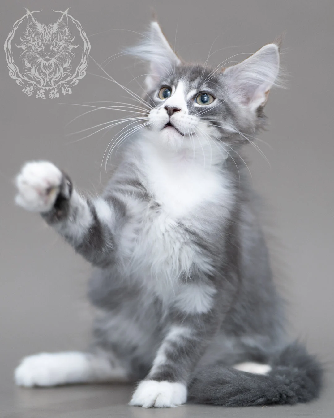 藍銀虎斑賓士緬因貓 Blue Silver Tabby Maine Coon Closeup 2