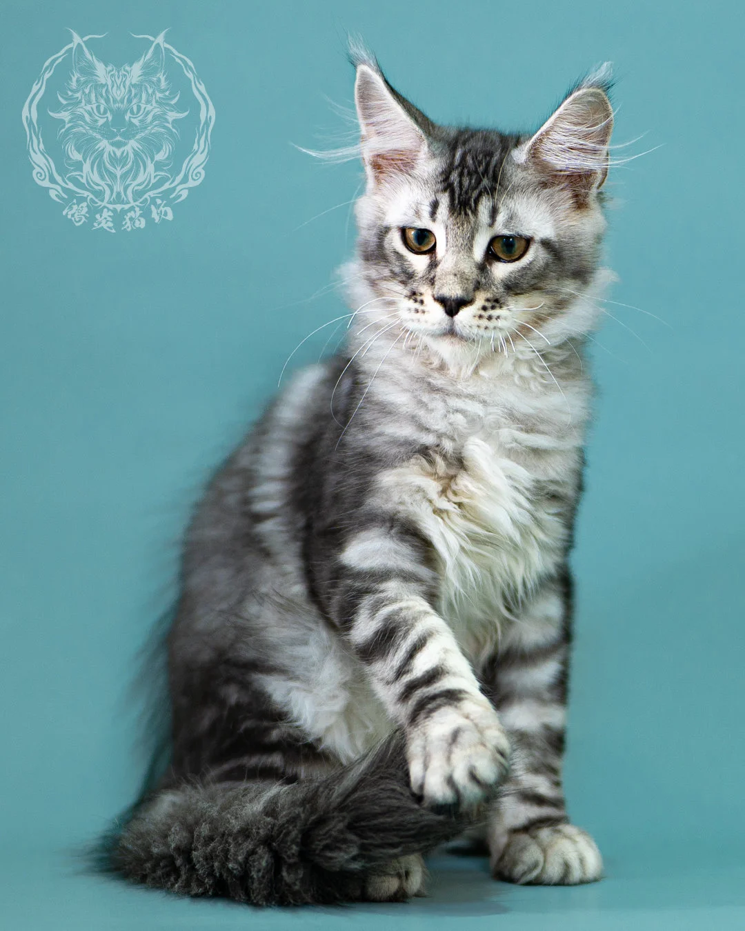 銀虎斑緬因貓 Black Silver Tabby Maine Coon 3months Closeup 5