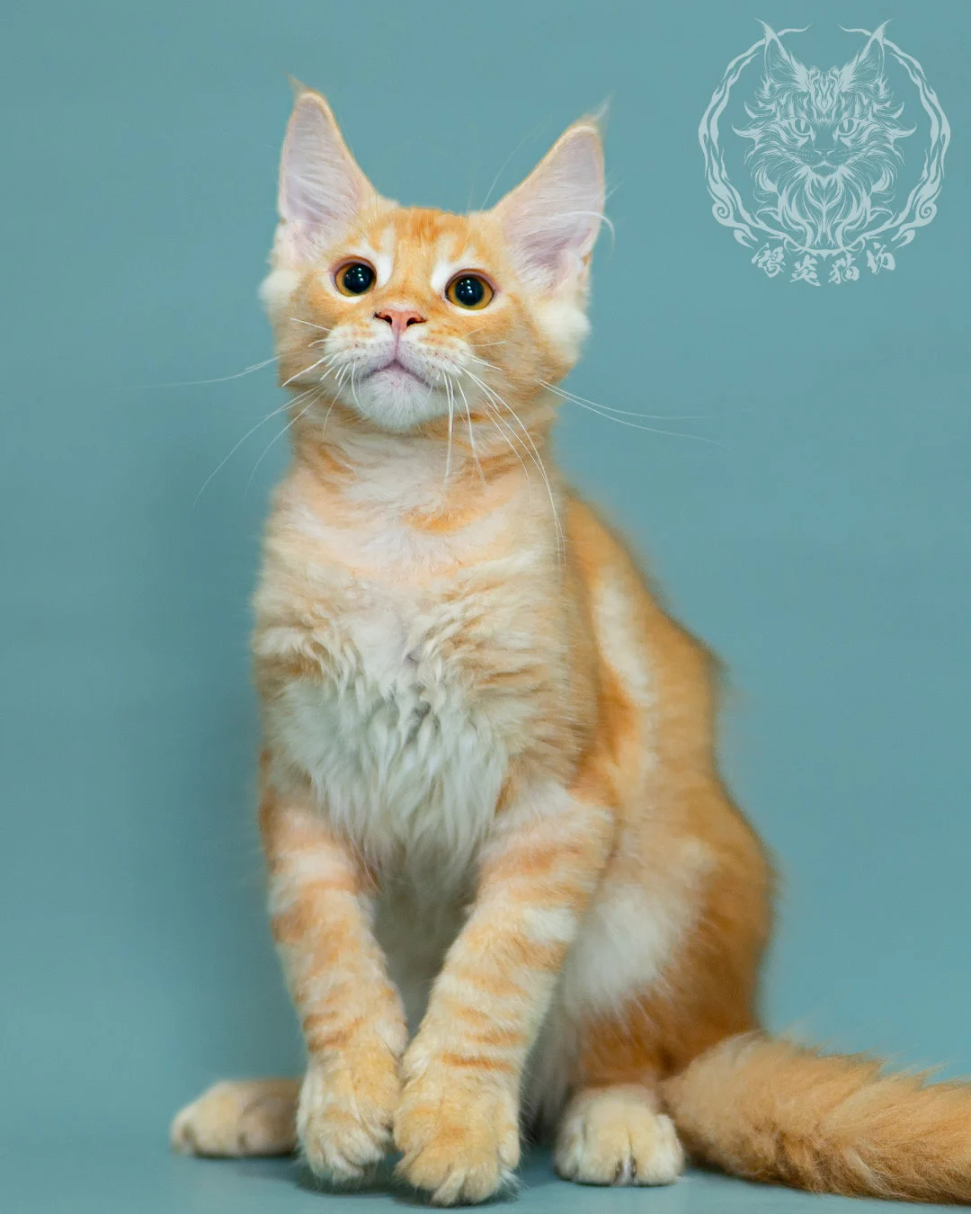 奶油虎斑緬因貓 Cream Tabby Maine Coon 3months Closeup 9