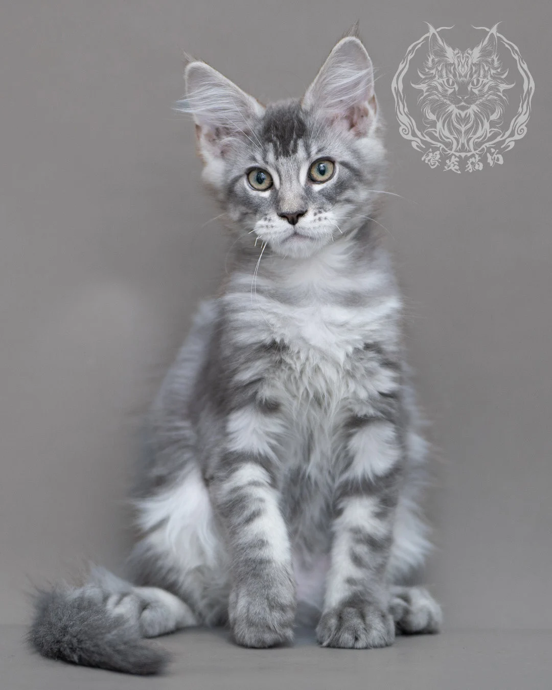 藍銀虎斑緬因貓 Blue Silver Tabby Maine Coon Closeup 9