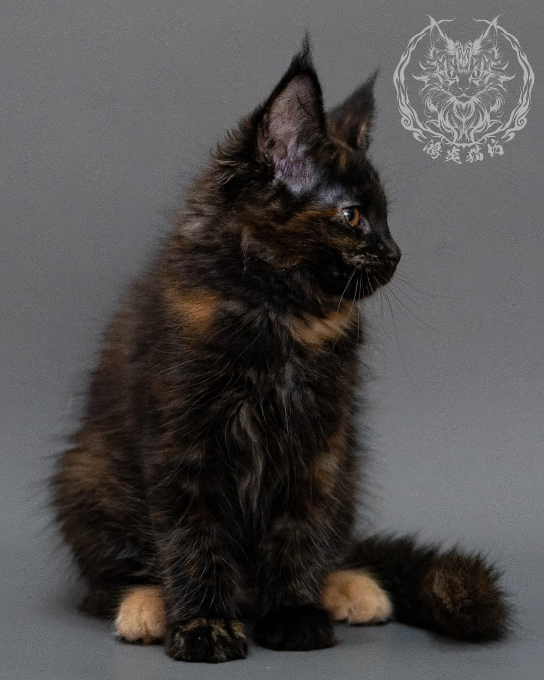黑玳帽緬因貓 Black Masked Maine Coon Closeup 11