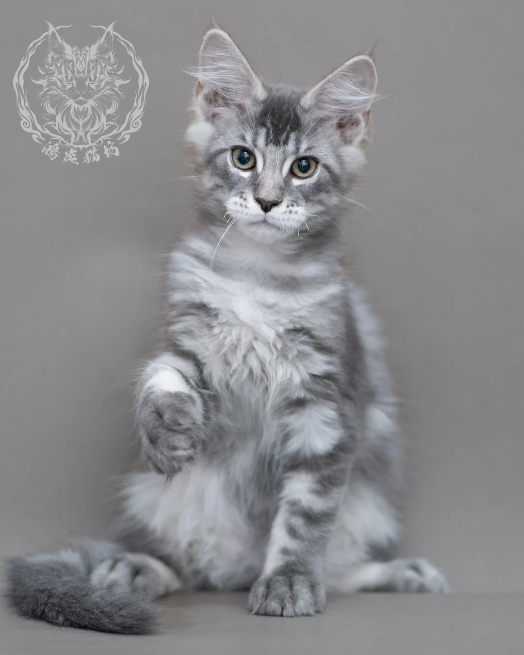 藍銀虎斑緬因貓 Blue Silver Tabby Maine Coon Closeup 7