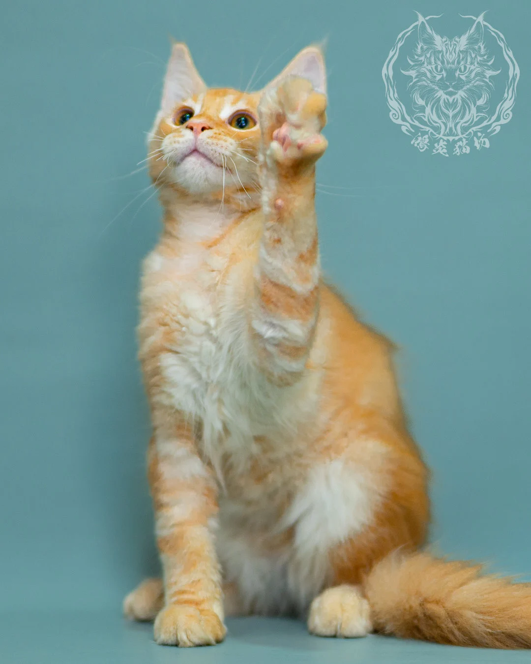 奶油虎斑緬因貓 Cream Tabby Maine Coon 3months Closeup 4