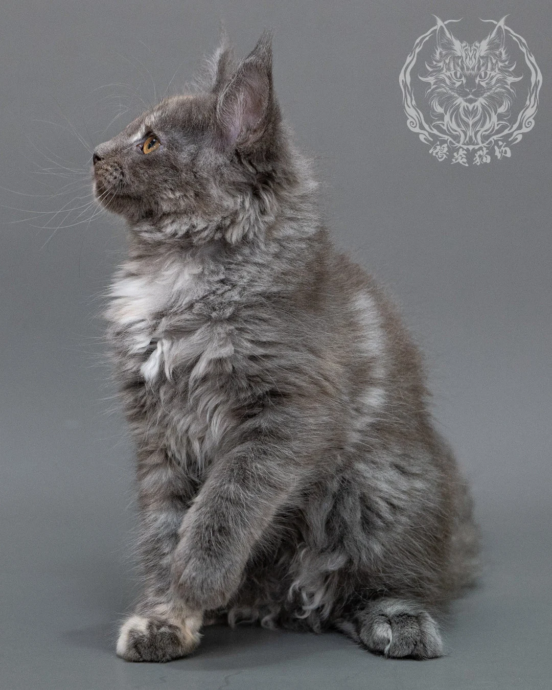 藍乳煙玳帽緬因貓 Blue Cream Smoke Tortie Maine Coon Closeup 2