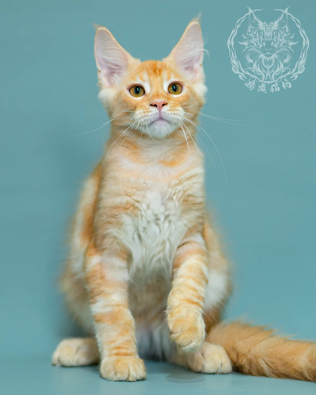 奶油虎斑緬因貓 Cream Tabby Maine Coon 3months Closeup 12