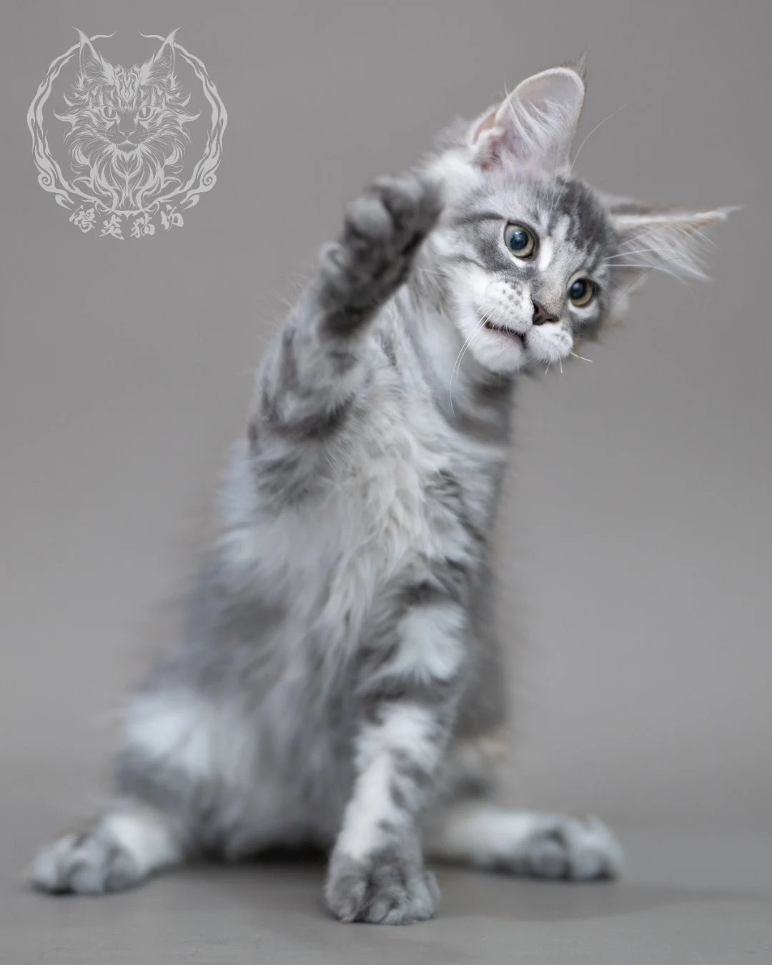 藍銀虎斑緬因貓 Blue Silver Tabby Maine Coon Closeup 18