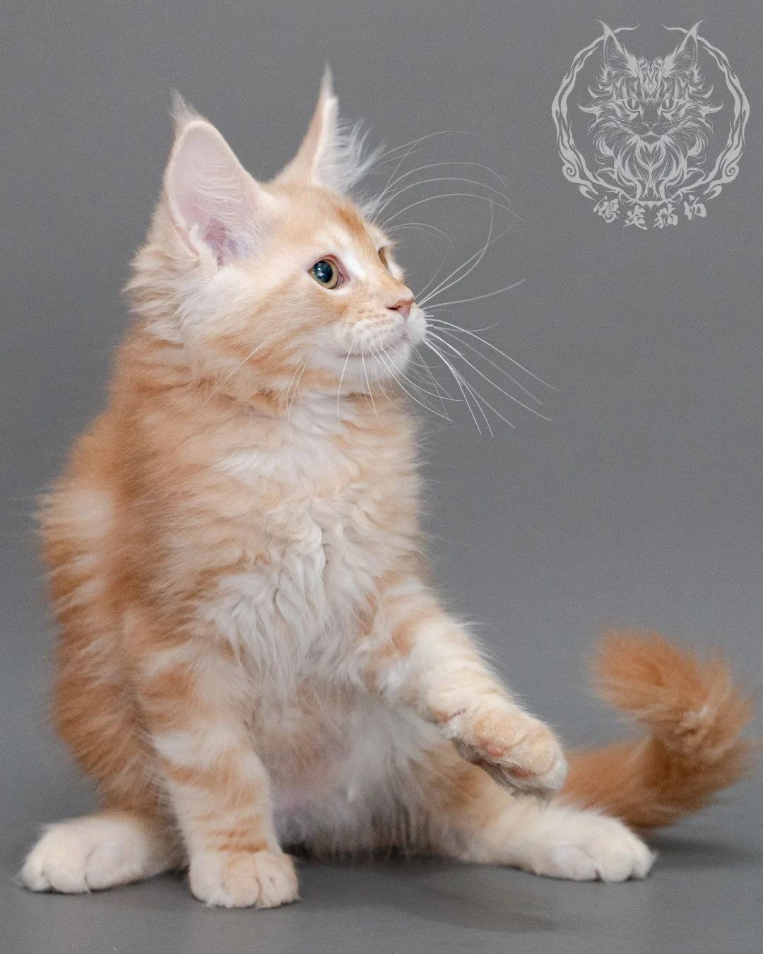 奶油虎斑緬因貓 Cream Tabby Maine Coon Closeup 14