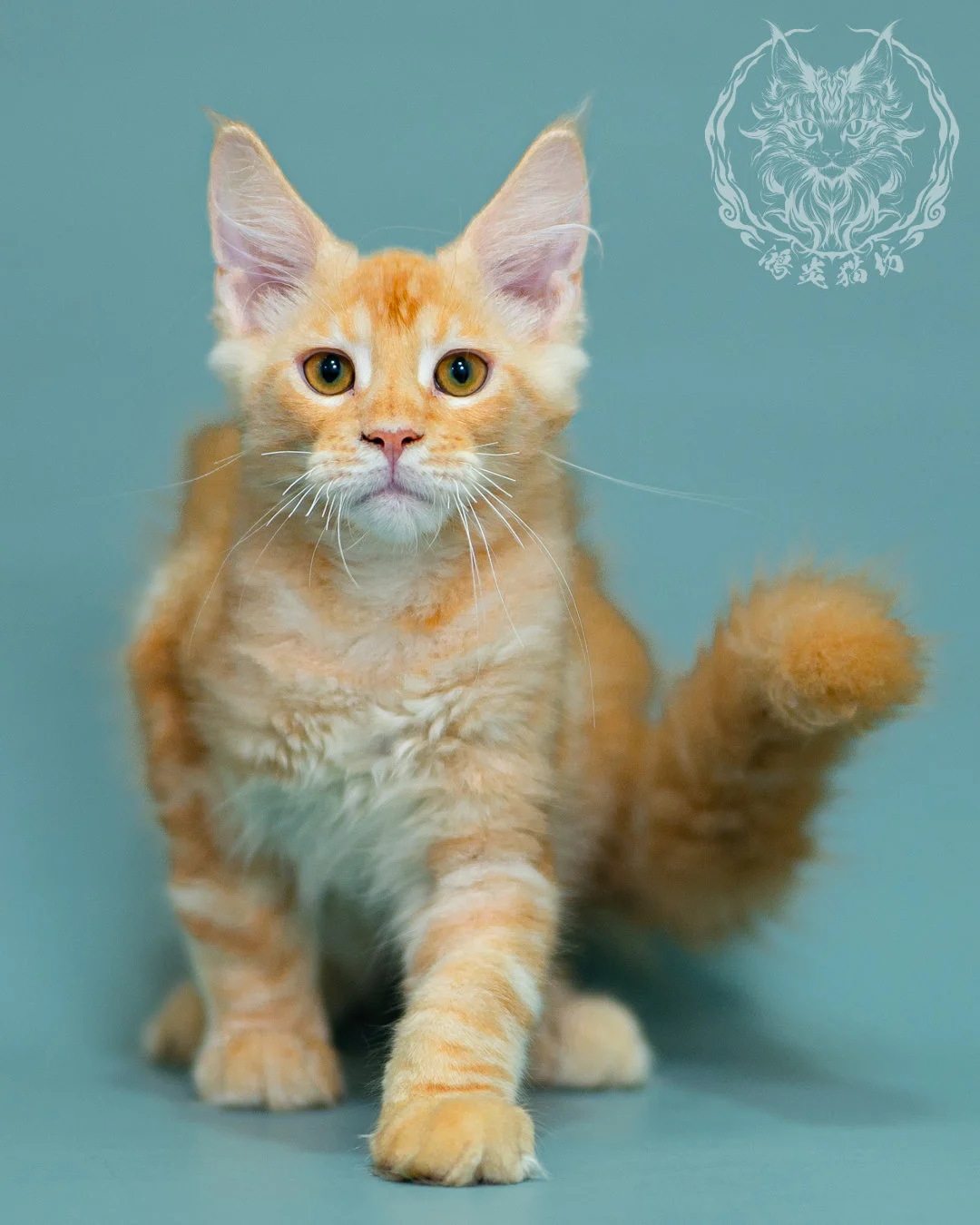 奶油虎斑緬因貓 Cream Tabby Maine Coon 3months Closeup 1