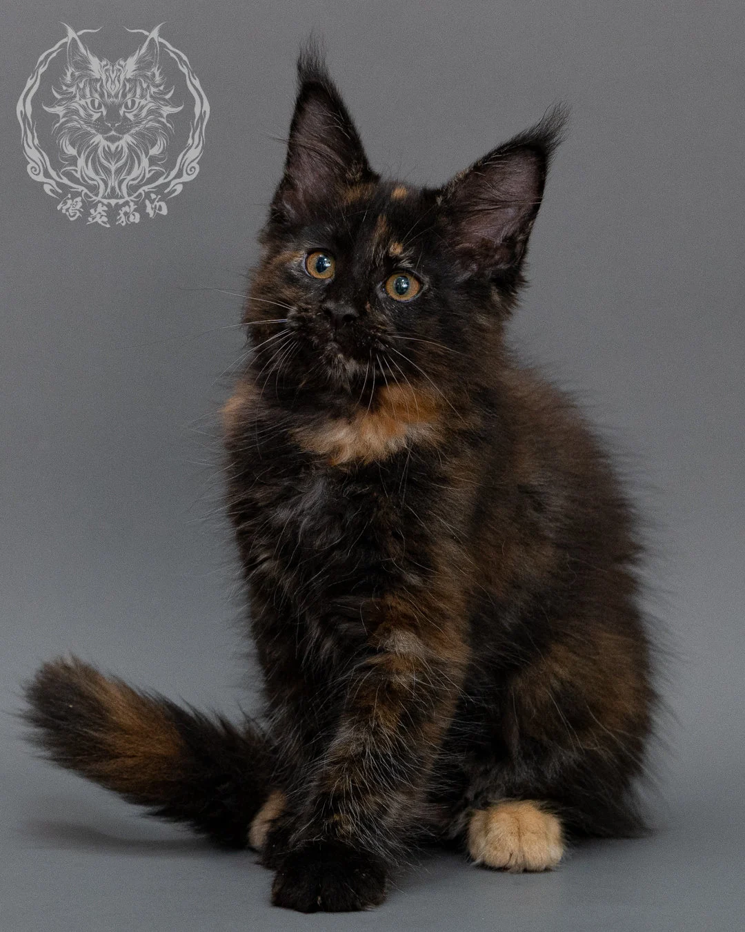 黑玳帽緬因貓 Black Masked Maine Coon Closeup 13