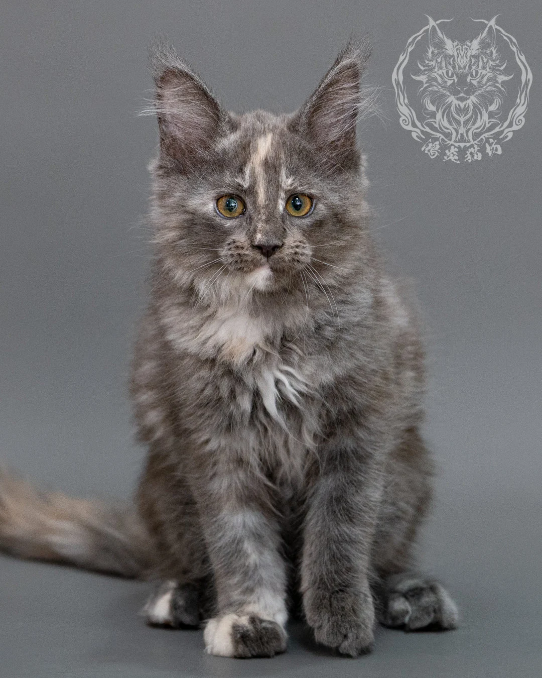 藍乳煙玳帽緬因貓 Blue Cream Smoke Tortie Maine Coon Closeup 10