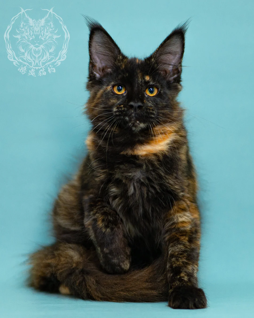 黑玳帽緬因貓 Black Tortie Masked Maine Coon 3months Closeup 2