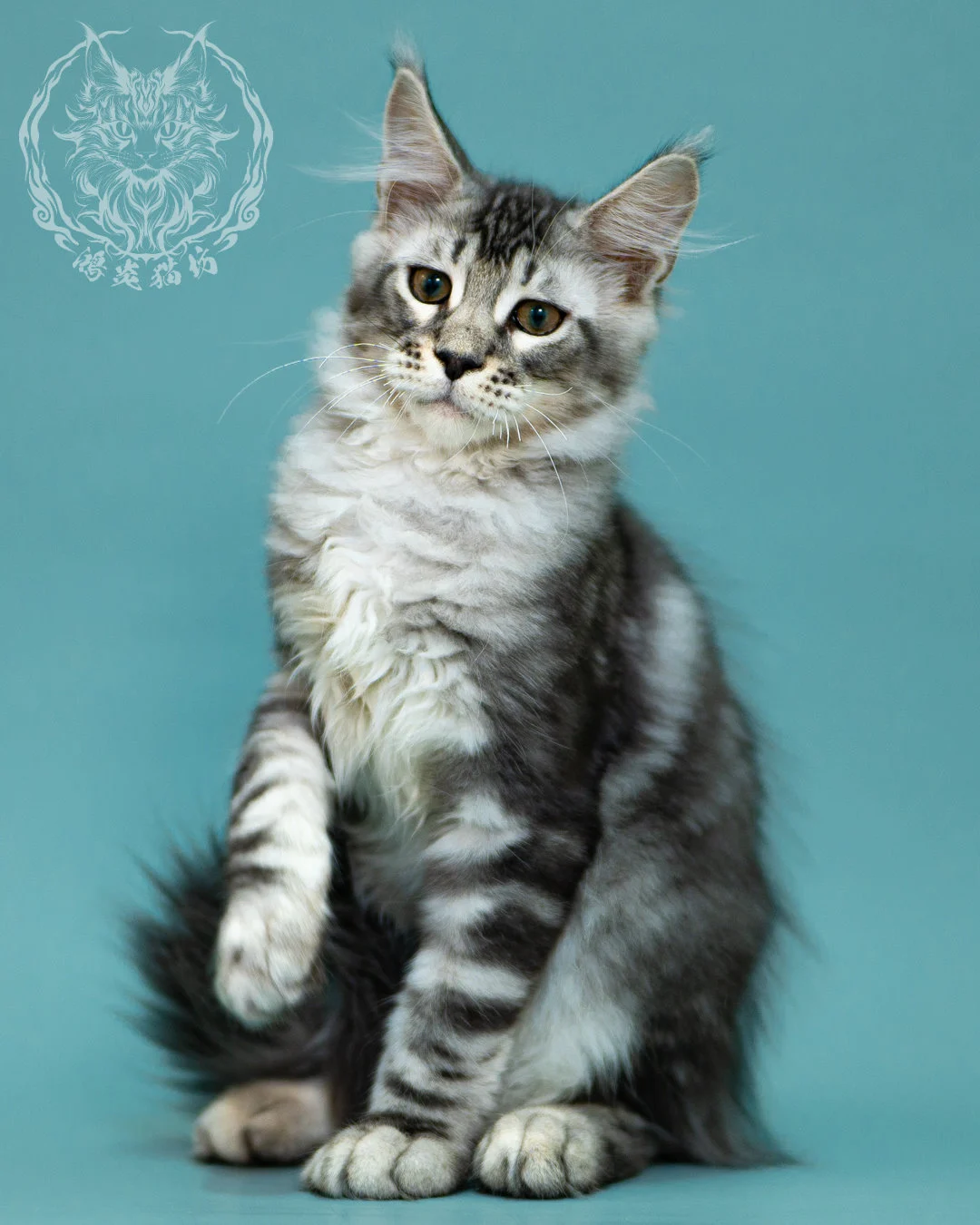 銀虎斑緬因貓 Black Silver Tabby Maine Coon 3months Closeup 14