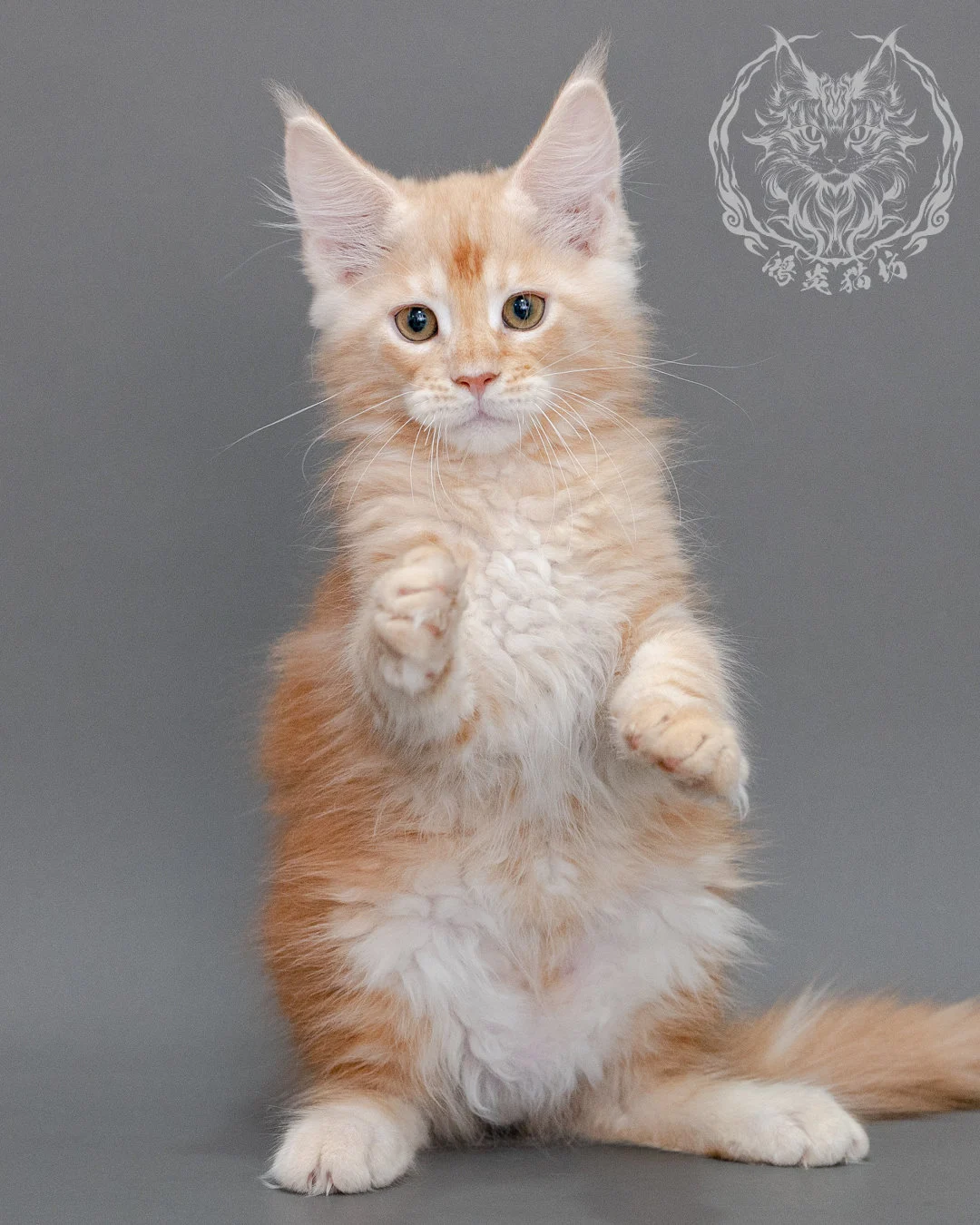 奶油虎斑緬因貓 Cream Tabby Maine Coon Closeup 6