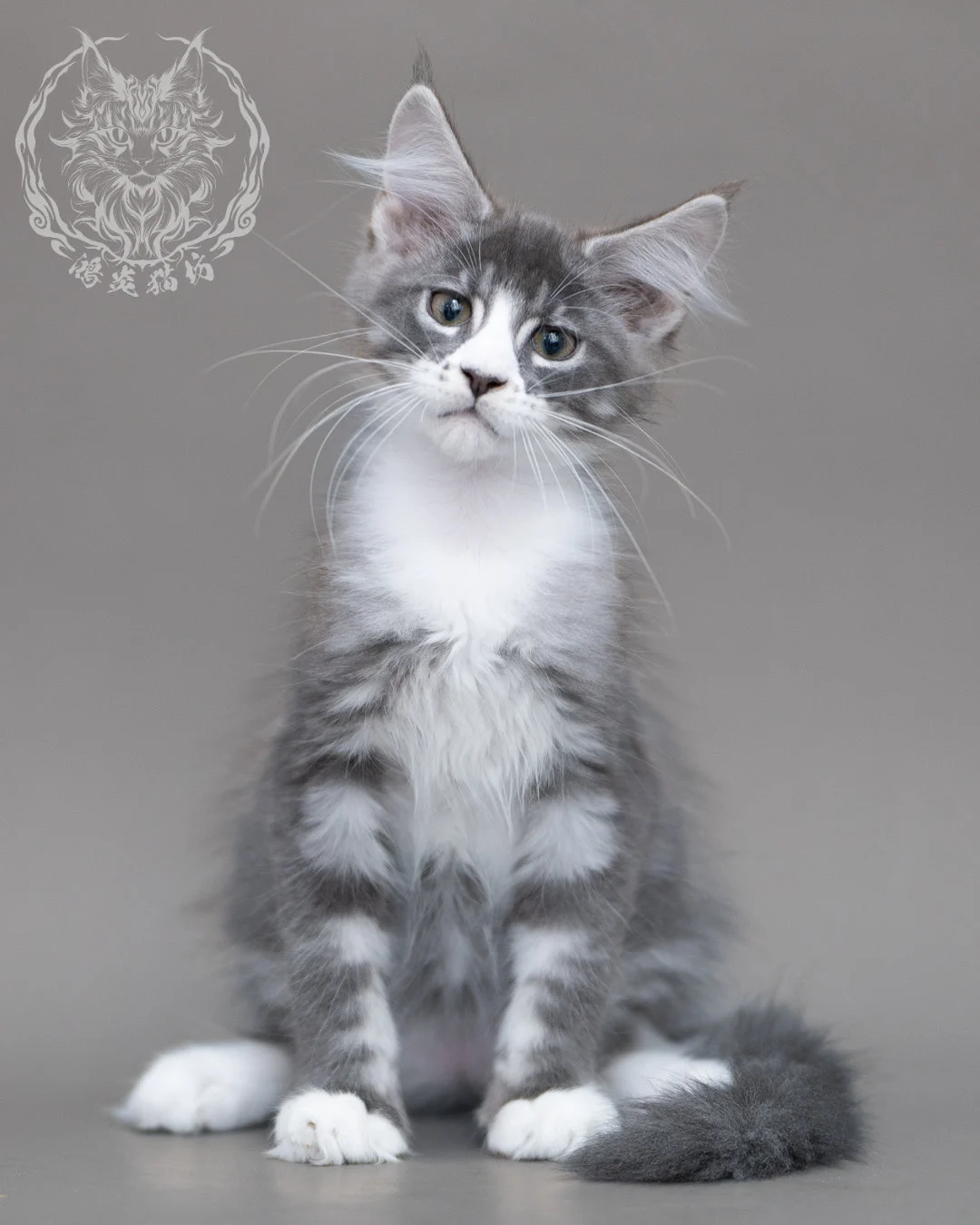 藍銀虎斑賓士緬因貓 Blue Silver Tabby Maine Coon Closeup 14