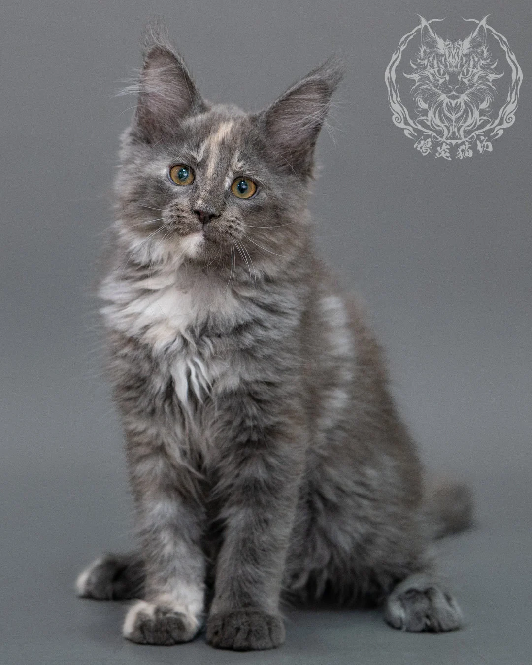 藍乳煙玳帽緬因貓 Blue Cream Smoke Tortie Maine Coon Closeup 9
