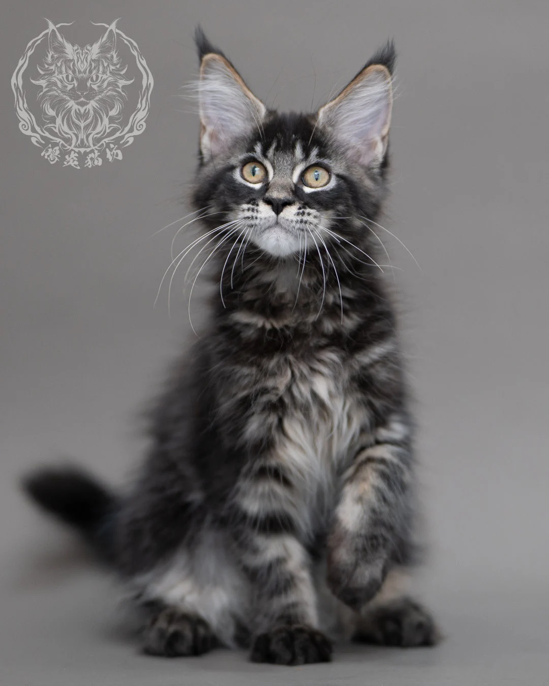 黑棕虎斑緬因貓 Brown Tabby Maine Coon Closeup 19