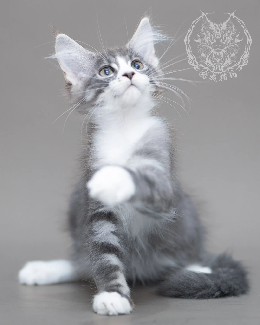 藍銀虎斑賓士緬因貓 Blue Silver Tabby Maine Coon Closeup 3