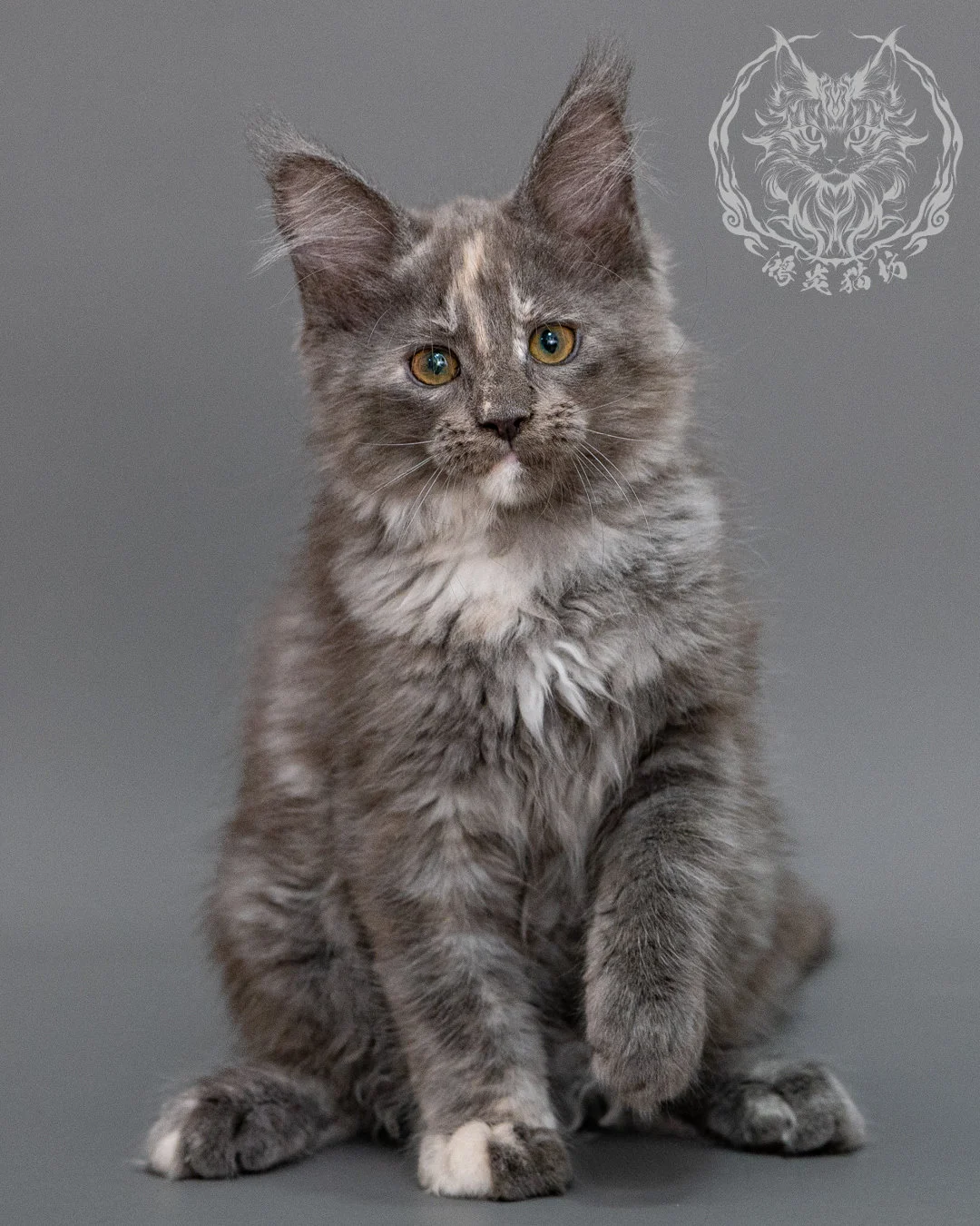 藍乳煙玳帽緬因貓 Blue Cream Smoke Tortie Maine Coon Closeup 17