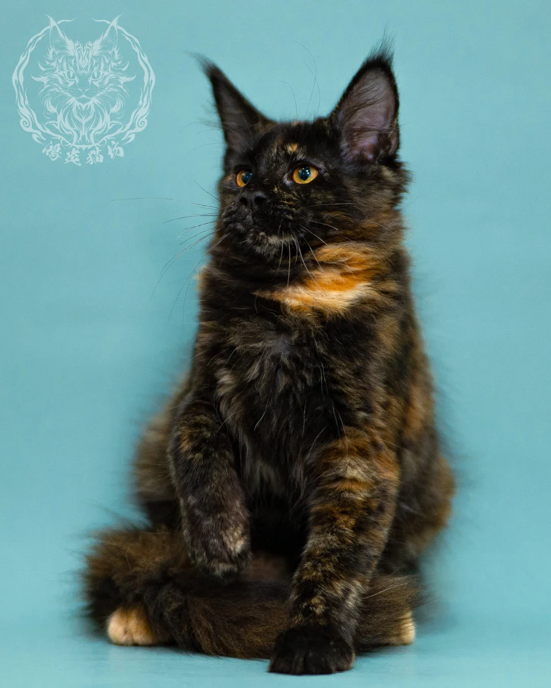 黑玳帽緬因貓 Black Tortie Masked Maine Coon 3months Closeup 3