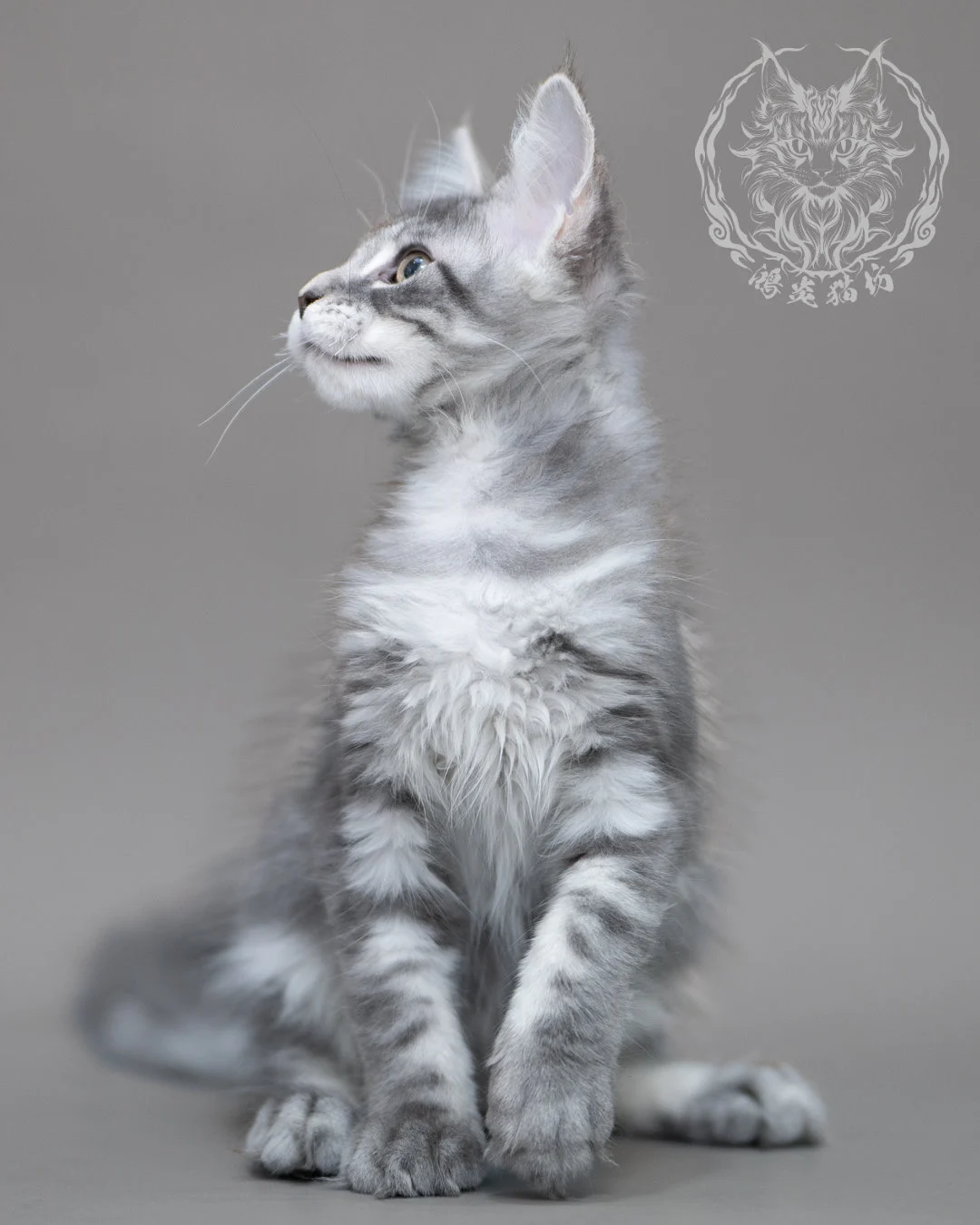 藍銀虎斑緬因貓 Blue Silver Tabby Maine Coon Closeup 15