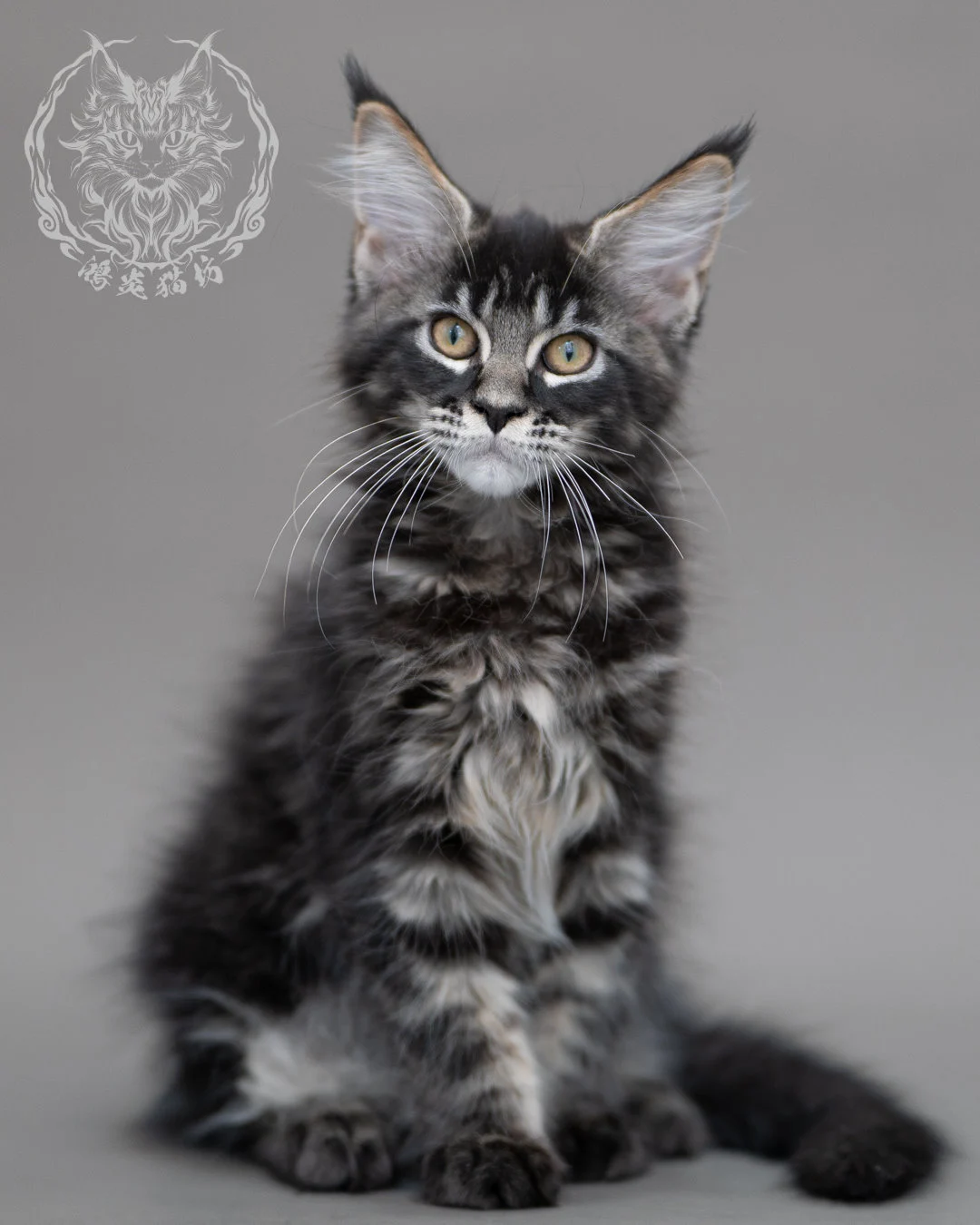 黑棕虎斑緬因貓 Brown Tabby Maine Coon Closeup 2