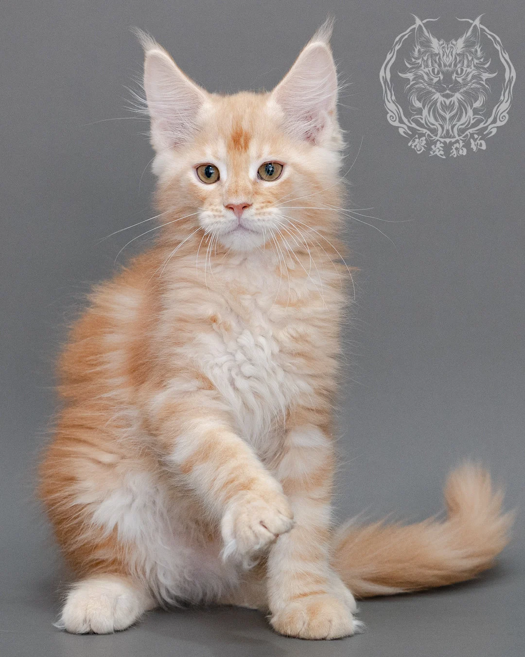 奶油虎斑緬因貓 Cream Tabby Maine Coon Closeup 11