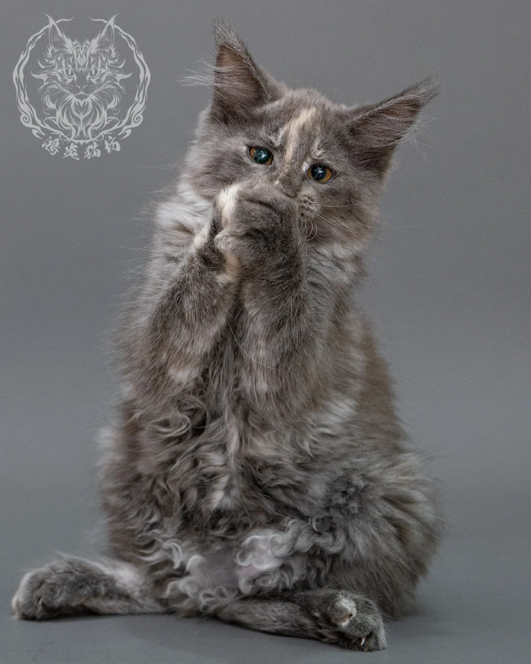 藍乳煙玳帽緬因貓 Blue Cream Smoke Tortie Maine Coon Closeup 8