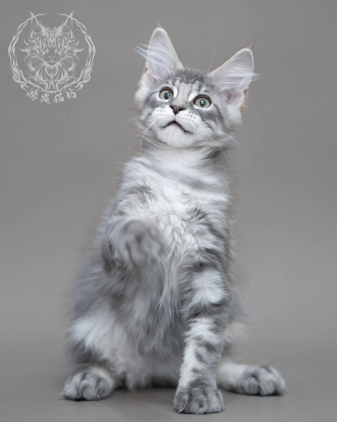 藍銀虎斑緬因貓 Blue Silver Tabby Maine Coon Closeup 17