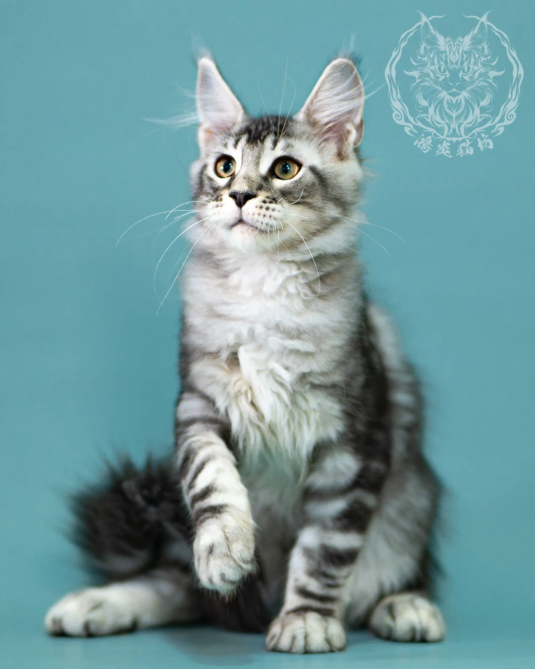 銀虎斑緬因貓 Black Silver Tabby Maine Coon 3months Closeup 10