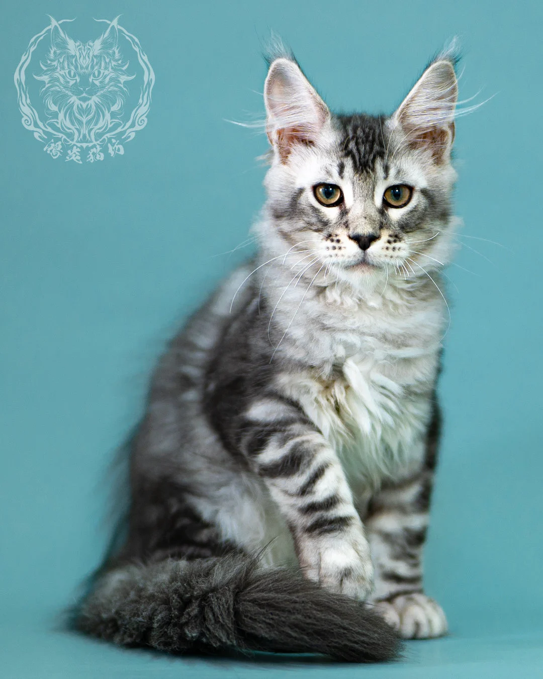 銀虎斑緬因貓 Black Silver Tabby Maine Coon 3months Closeup 4