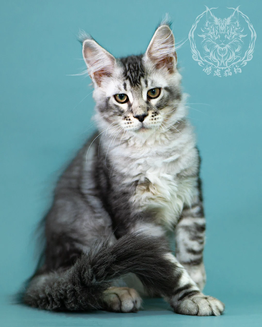 銀虎斑緬因貓 Black Silver Tabby Maine Coon 3months Closeup 2