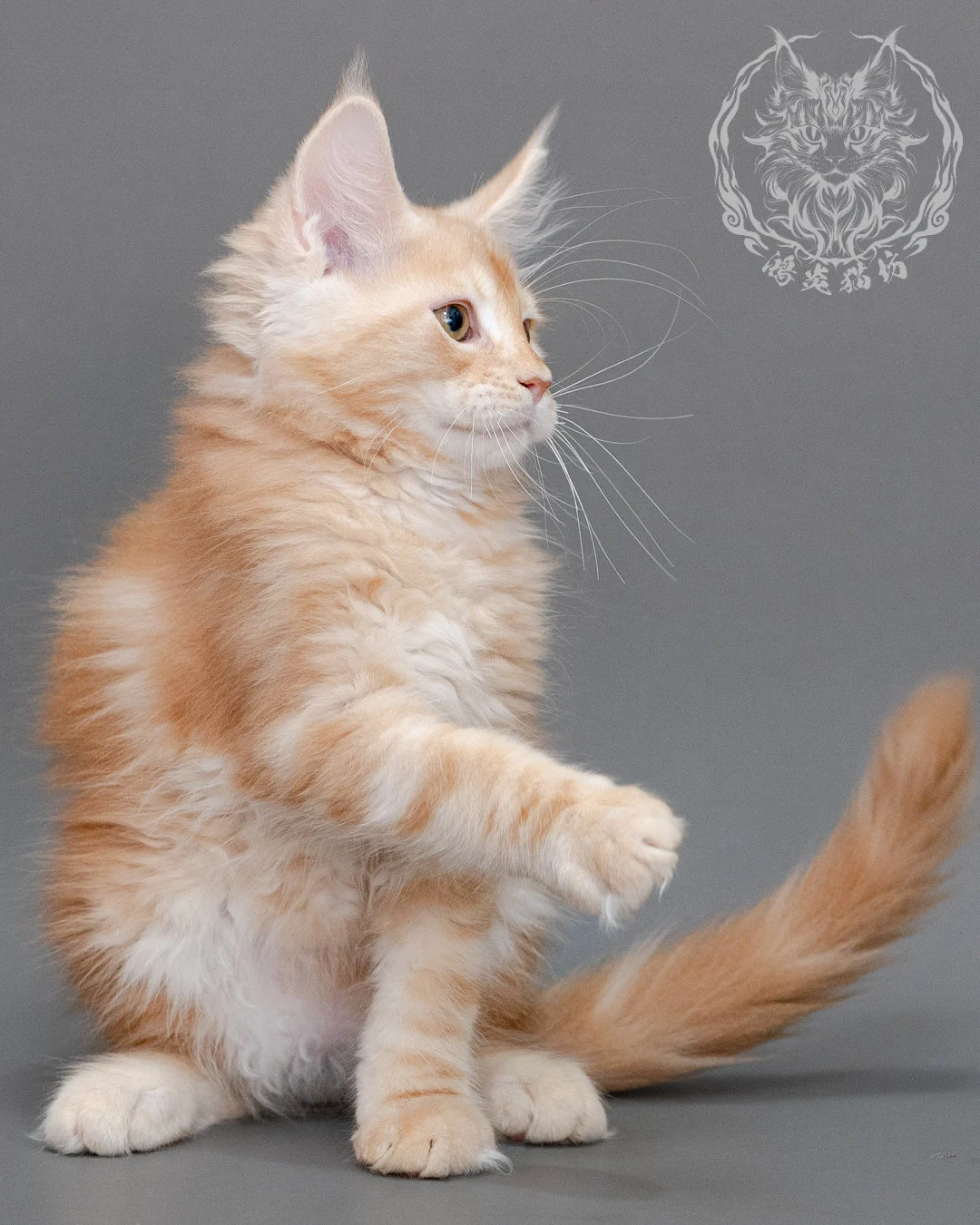 奶油虎斑緬因貓 Cream Tabby Maine Coon Closeup 16