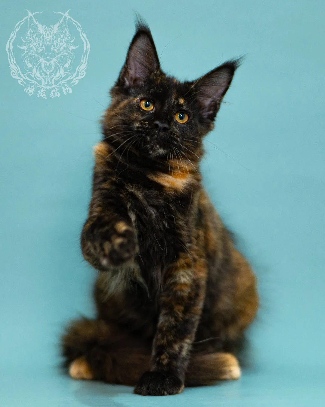 黑玳帽緬因貓 Black Tortie Masked Maine Coon 3months Closeup 5
