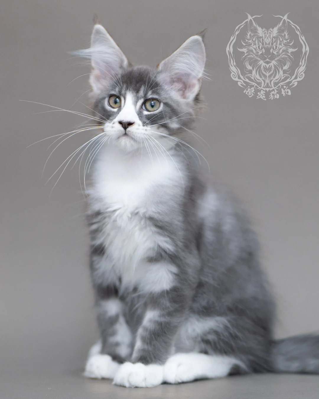 藍銀虎斑賓士緬因貓 Blue Silver Tabby Maine Coon Closeup 18