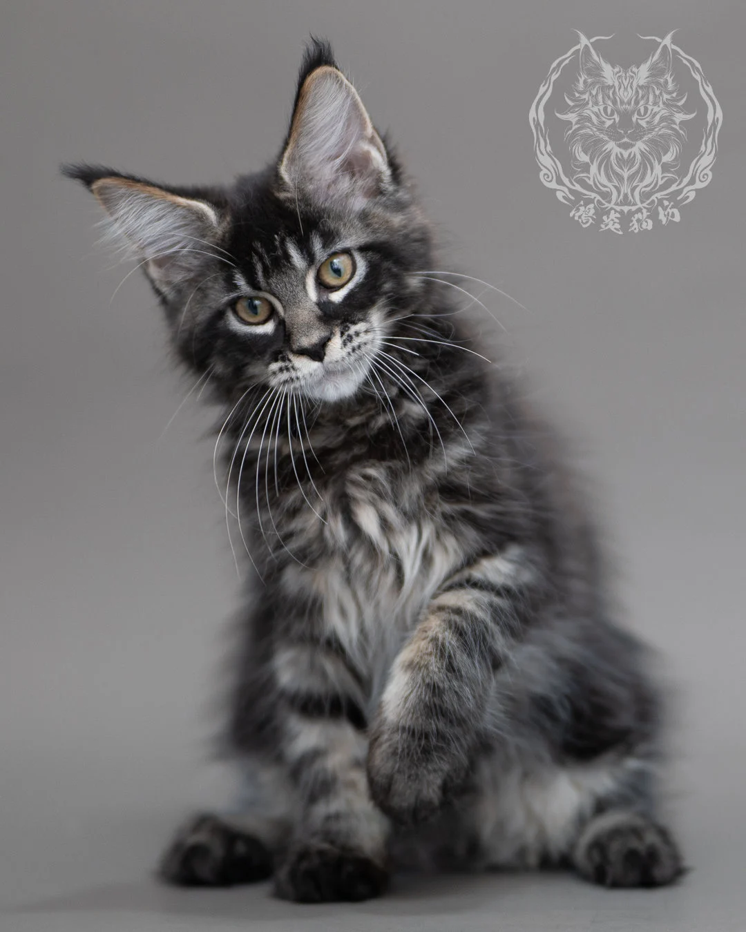 黑棕虎斑緬因貓 Brown Tabby Maine Coon Closeup 12