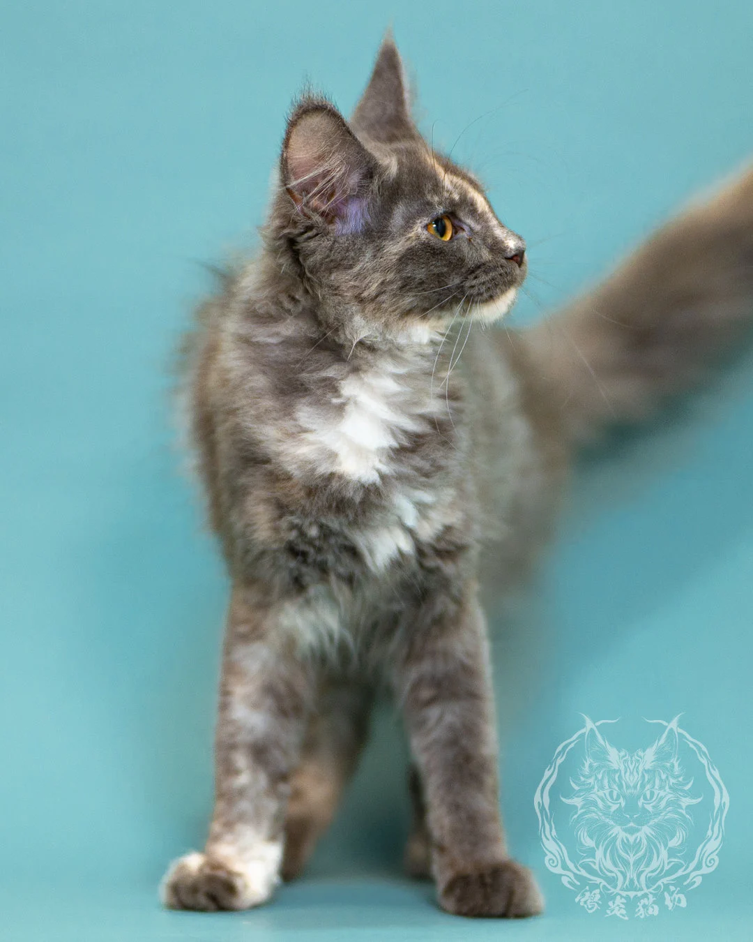 藍乳煙玳帽緬因貓 Blue Cream Smoke Tortie Masked Maine Coon 3months Closeup 1