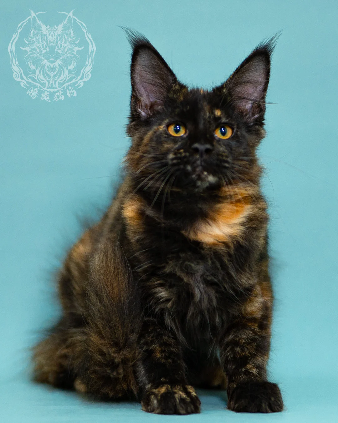 黑玳帽緬因貓 Black Tortie Masked Maine Coon 3months Closeup 1
