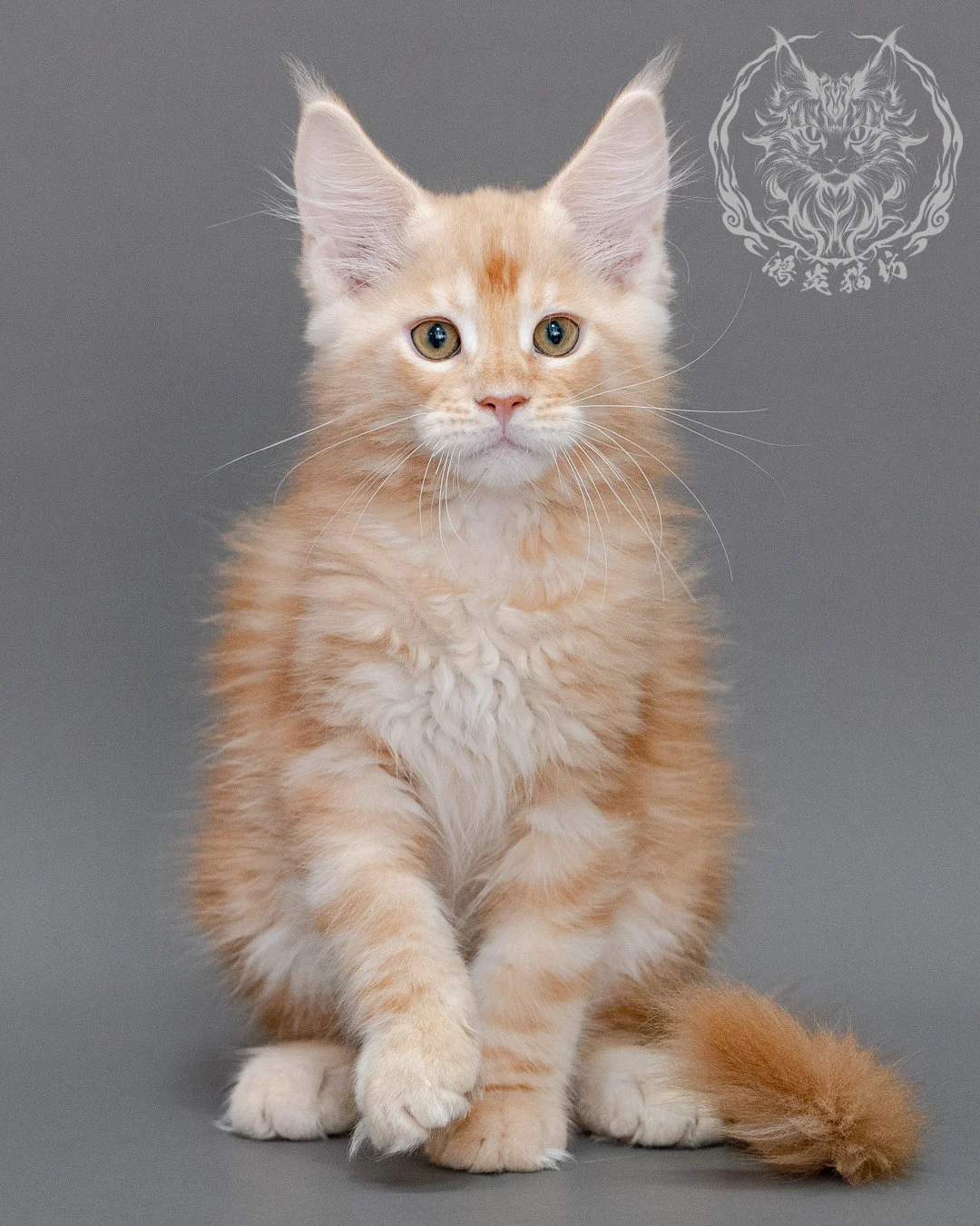 奶油虎斑緬因貓 Cream Tabby Maine Coon Closeup 4