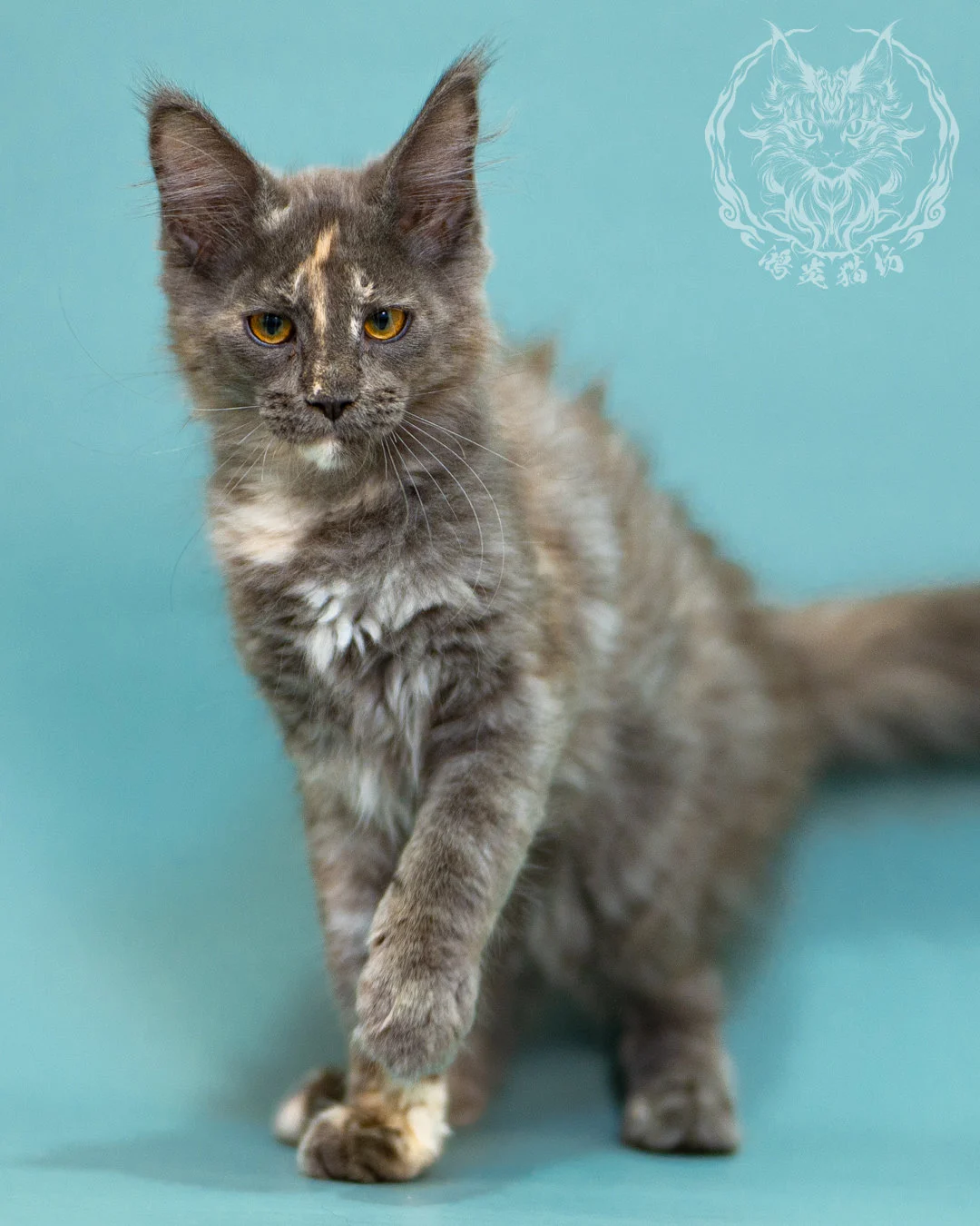 藍乳煙玳帽緬因貓 Blue Cream Smoke Tortie Masked Maine Coon 3months Closeup 2