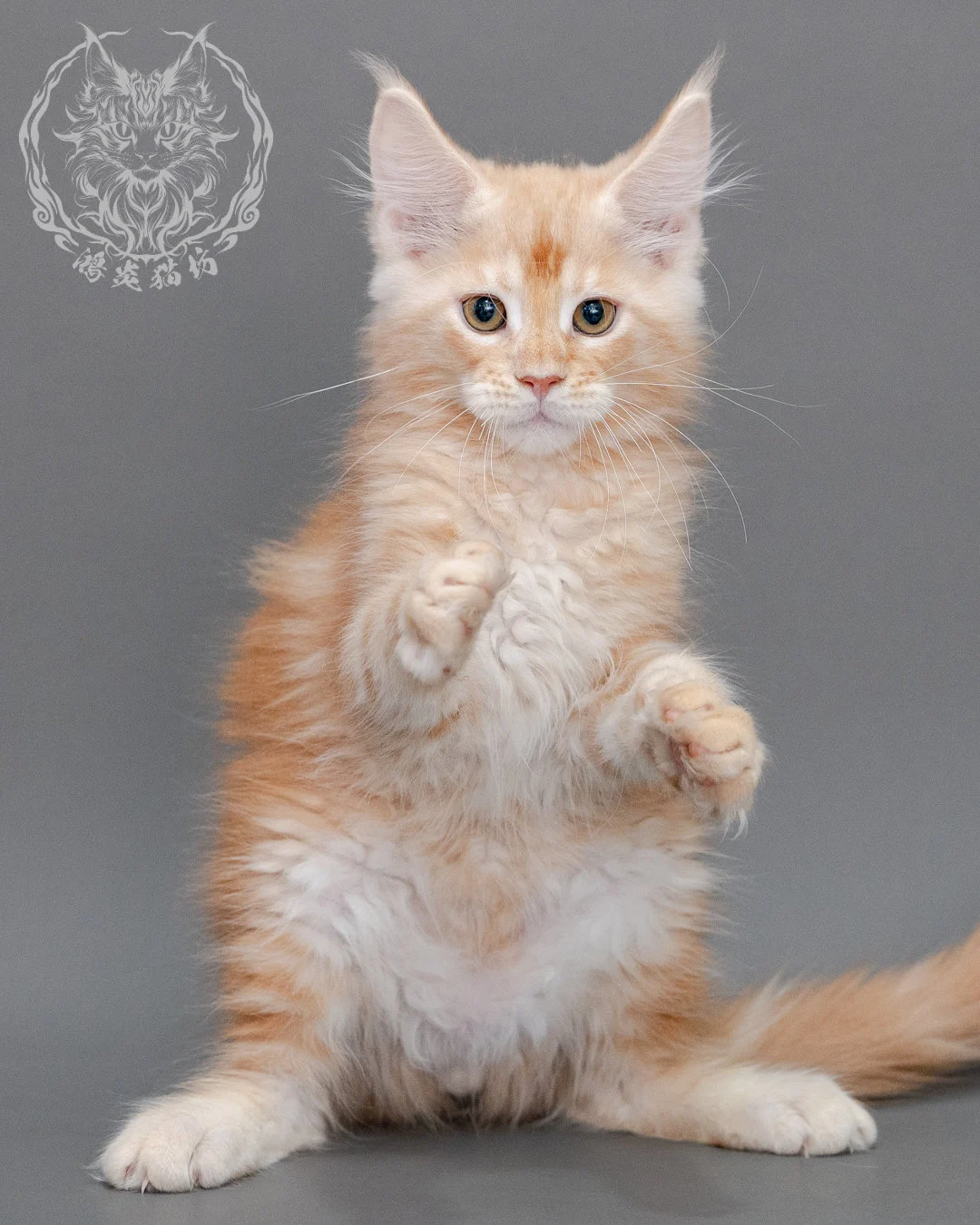 奶油虎斑緬因貓 Cream Tabby Maine Coon Closeup 8
