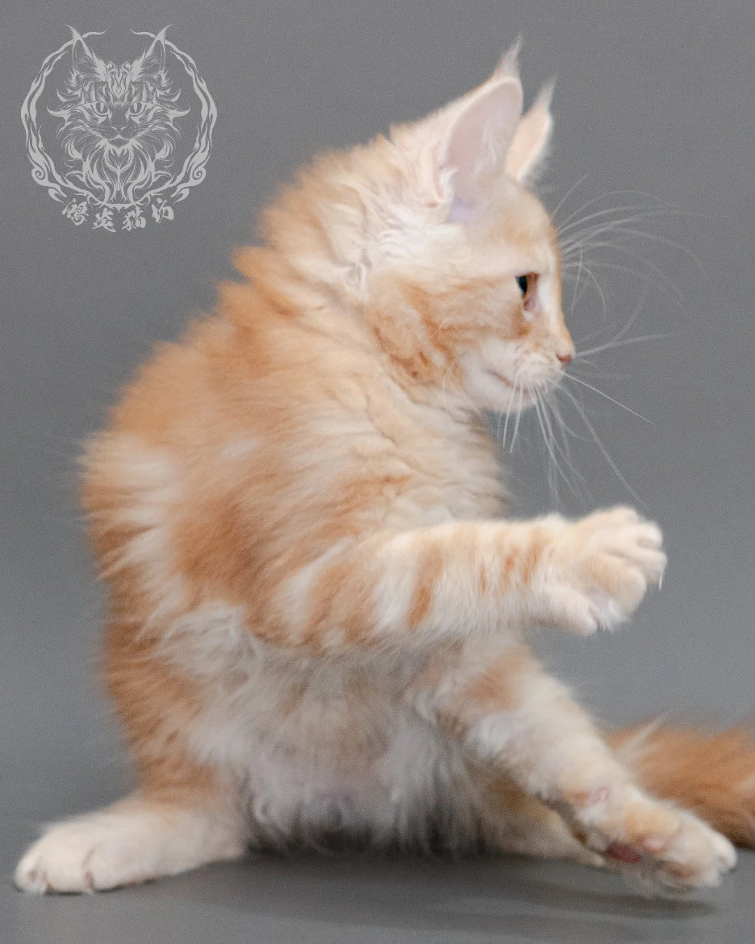 奶油虎斑緬因貓 Cream Tabby Maine Coon Closeup 12